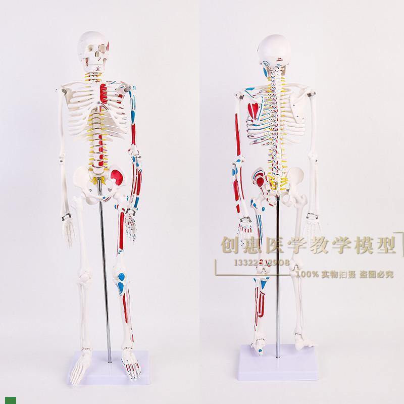 美术艺用医学标准8o5CM人体骨骼模型椎键盘骨骼骨架教学模型