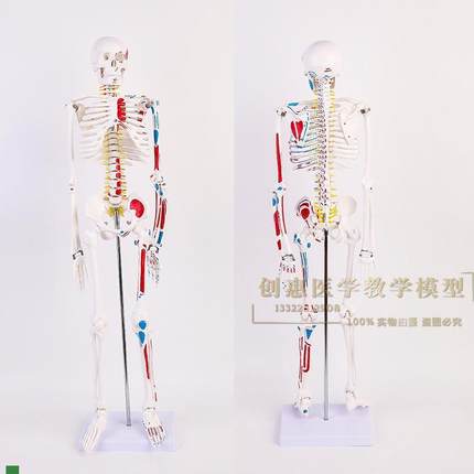 美术艺用医学标准8o5CM人体骨骼模型椎键盘骨骼骨架教学模型