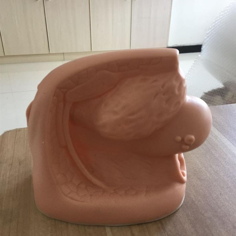 女性内外c生殖器及导尿模型私处模型