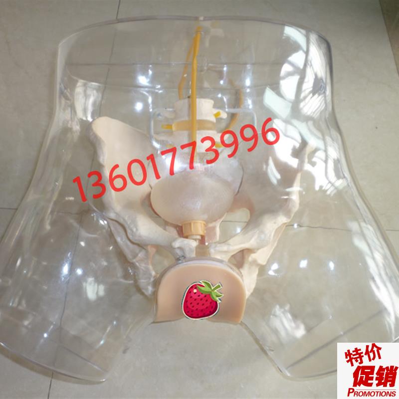 透明女性导尿模型透明导尿模型男女F性透明导尿训练模型导尿模型