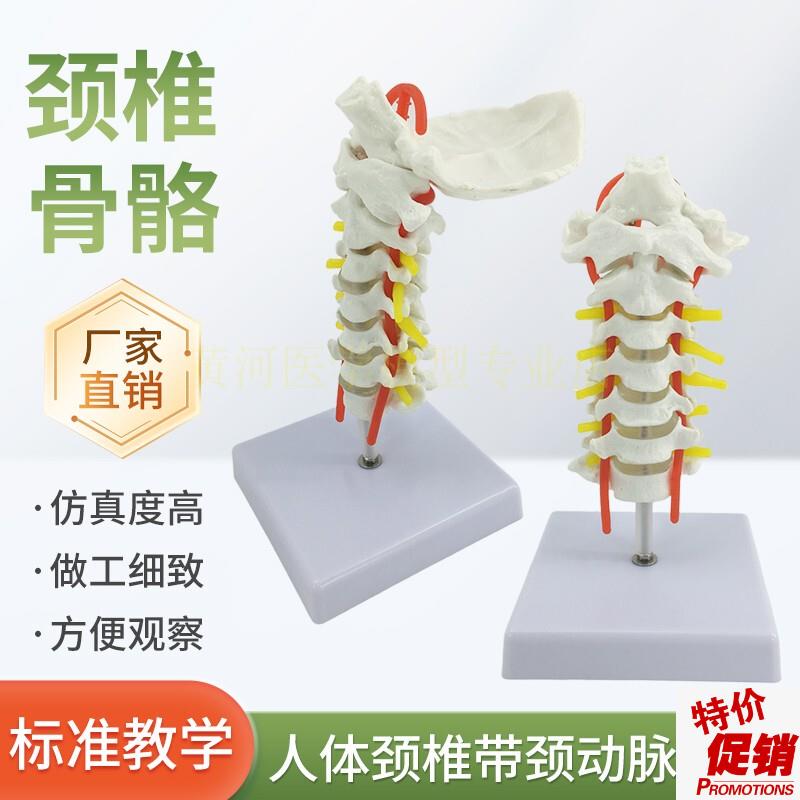 人体颈椎带颈动脉后枕骨椎间盘与神F经模型医学人体颈椎骨骼模型