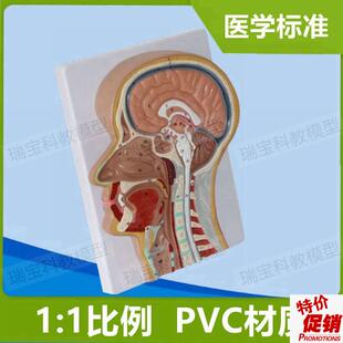 头颈部解剖模型颅脑鼻腔口舌咽喉咙气管扁桃体鼻窦额X窦五官科医