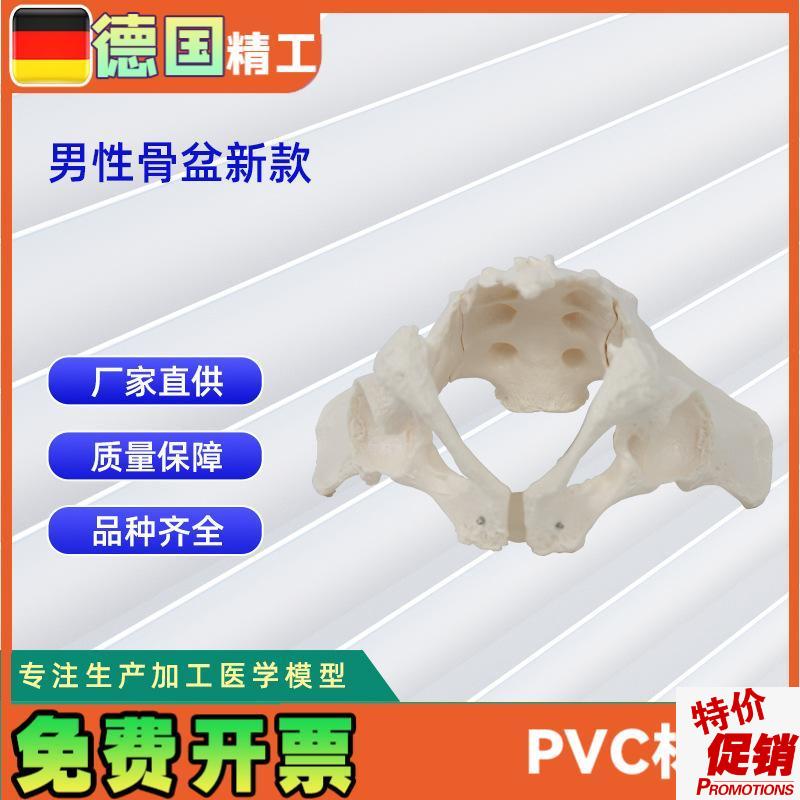 男性骨盆d新款人体骨骼模型骨盆教学模型教具