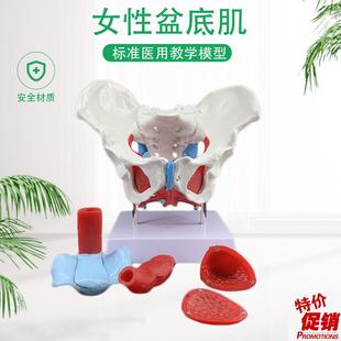 可活动女性骨盆及盆底肌肉模型骨盆模型盆骨骨T骼骨盆教学模型