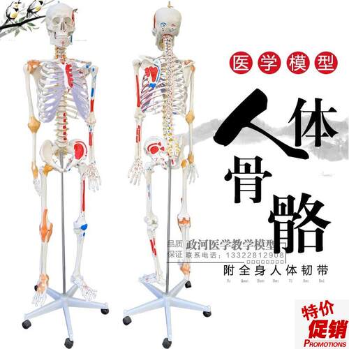 正品医用人体170CM骨骼附肌肉标识G韧带骨骼骨架模型人体关节标本