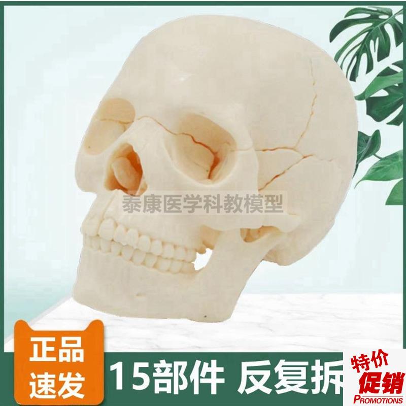 可拼装头骨模型拆卸15件医用教学美术玩具颅骨组T装口腔牙医微整