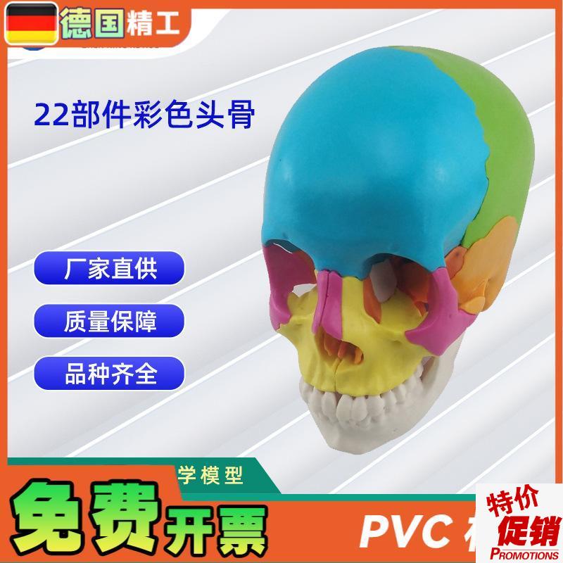 22部件拼装g人体头骨模型彩色颅骨解刨模型可拆解人体头骨模型