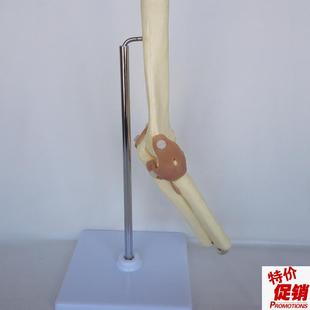 成人肘关节f功能模型骨骼骨架人体医用教学讲解桡骨尺骨肱骨
