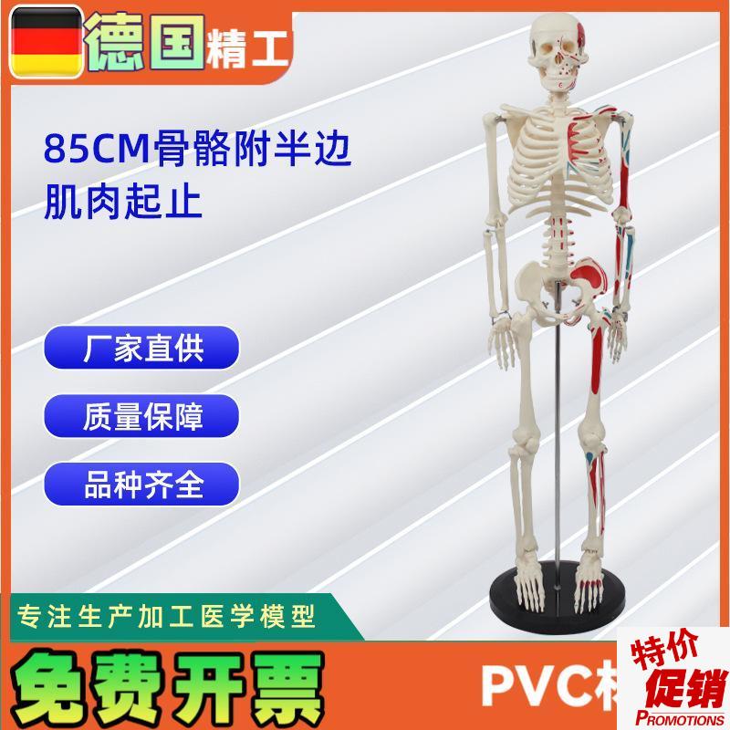 85CM附d半身肌肉起止点骨骼模型医药教学骨骼模型