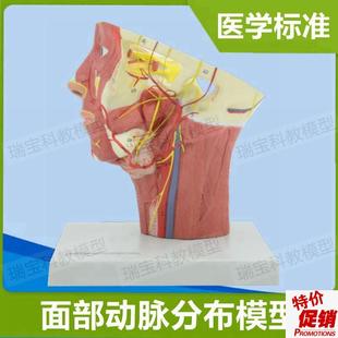 面部动脉分布模型麻醉解剖教y学局部浅层神经静脉微整形美容神经