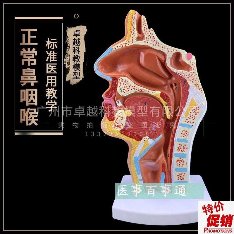正品人体鼻腔h口腔咽喉解剖模型鼻咽腔口咽腔耳鼻科医用模型,玩具/童车/益智/积木/模型,其他模型玩具,淘宝优惠券,粉丝福利购,淘宝优惠卷