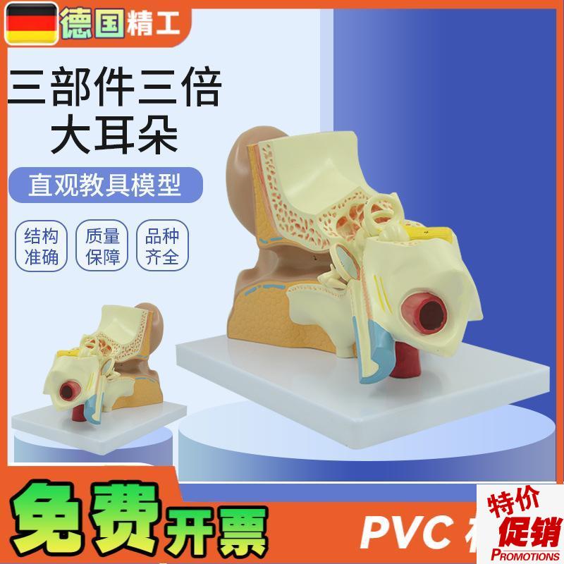 德国】耳朵模型内耳迷q路耳廓耳解剖科技馆展示放大生命馆展品