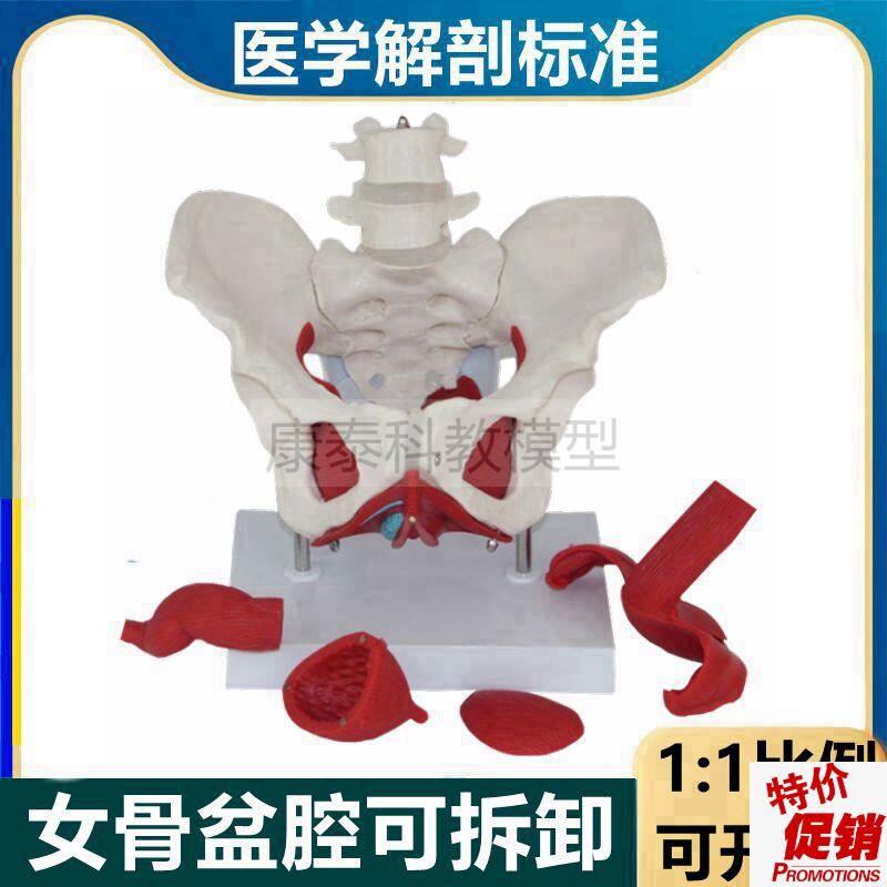 盆底肌模型女骨盆内脏生殖泌K尿器官可拆卸月嫂家政产康修复培训