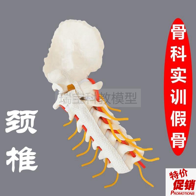 颈椎模型骨科医生手术练习用w假骨人体脊椎椎间盘神经临床脊柱外