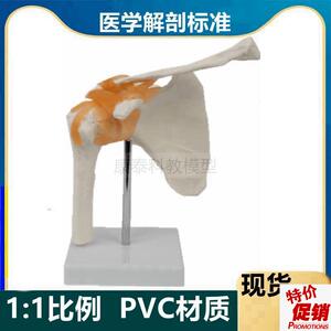 肩关节模型1比1仿真肩q部韧带骨骼康复功能医用肌肉起止点健身瑜
