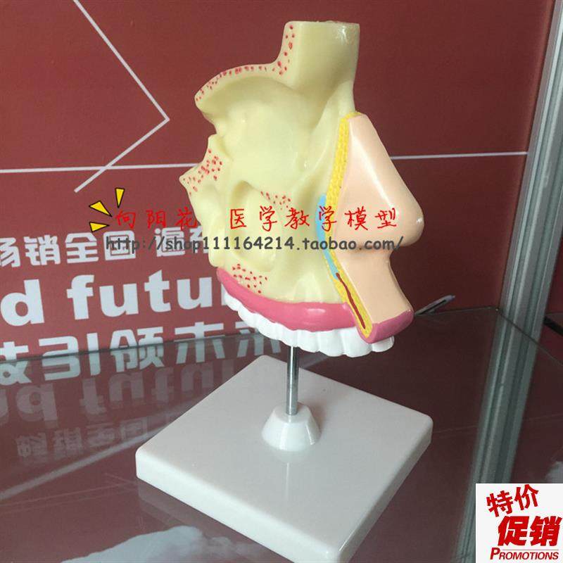 人体鼻腔解剖模型教学模型五官科医用模型14.5R*13*5.5CM