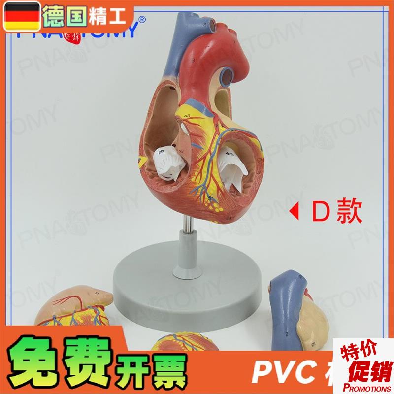 德国】两倍大心脏模型人体心脏放大解H剖教具四部件教学演示可拆
