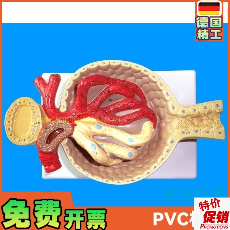 肾小球模型肾f脏模型毛细血管肾解剖模型教学教具医学特惠