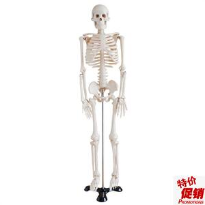 高端仿真美术艺用医用85CM人体骨G骼骨架模型骨骼医学教学模型