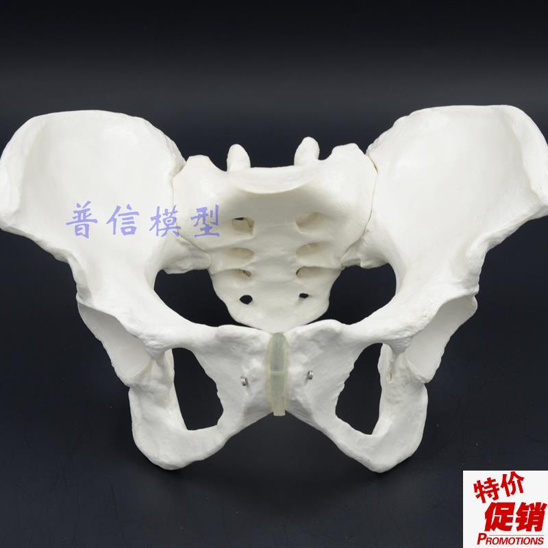1比1女性骨盆模型髂骨u坐骨耻骨演示模型盆骨医用骨骼模型
