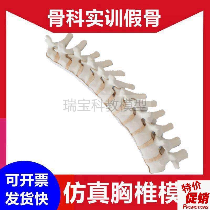 人体胸椎b骨模型脊柱外科手术练习用假骨椎间盘神经影像显影仿真