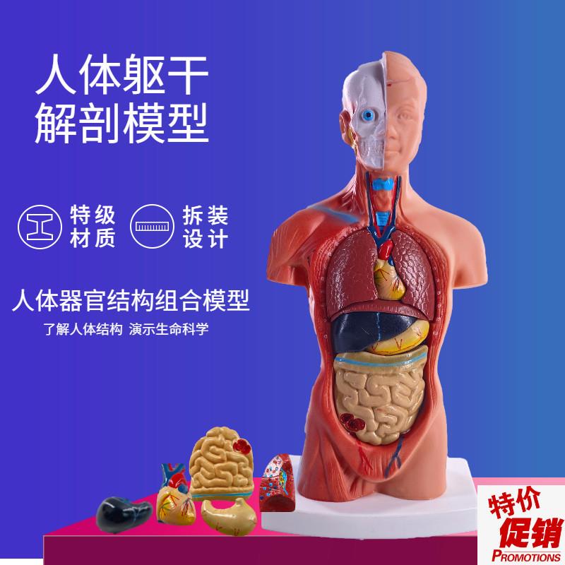 人体模型28CM躯干人体内脏心脏解剖模型K医学教具骨骼儿童益智玩