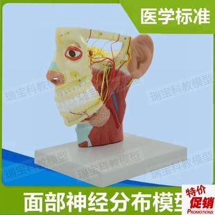 面部神经分布模型动静脉血管深浅层肌肉颅脑外科医V用解剖医美整