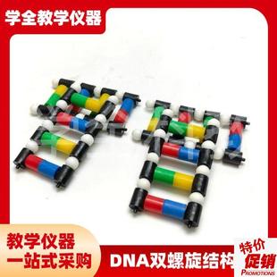 DNA双螺旋结构模型分子结构模B型脱氧核苷酸链碱基对遗传染色体