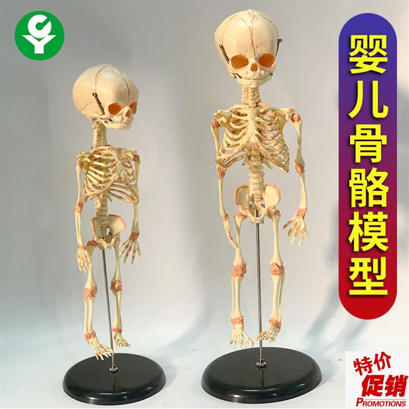 婴儿骷髅b模型骨骼骨架人骨模型素描人体教学医用教仪厂家直