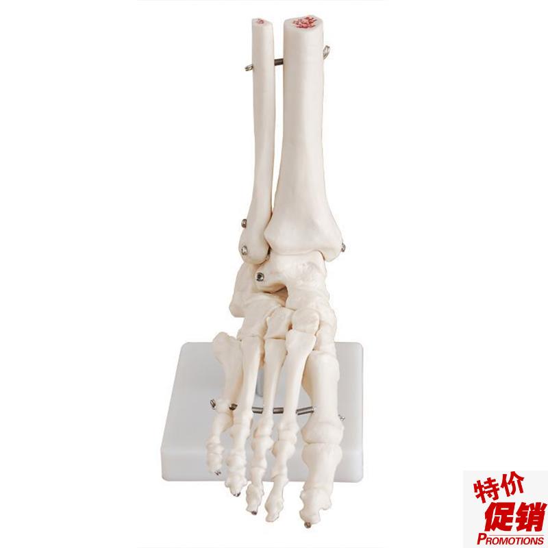 自然大脚关节模型脚部骨骼模型脚部关节展示模Z型医学模型
