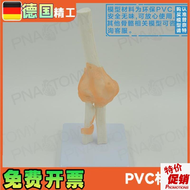 人体肘关节模型人体骨z骼模型骨关节模型运动系统