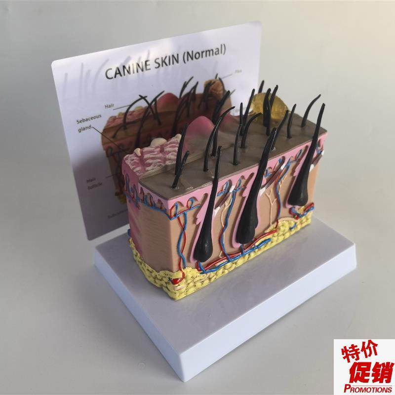 狗皮肤解剖模型犬科真皮宠物病态皮肤教O具兽医教学动物模型,文具电教/文化用品/商务用品,教学标本/模型,淘宝优惠券,粉丝福利购,淘宝优惠卷