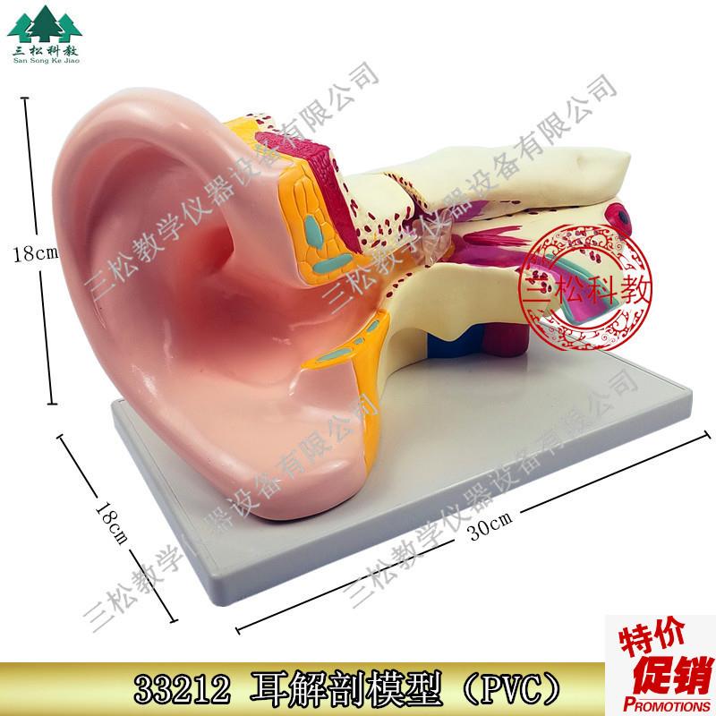 33212耳解剖模型(6倍放大)生物实验器材耳S构造模型教学仪器