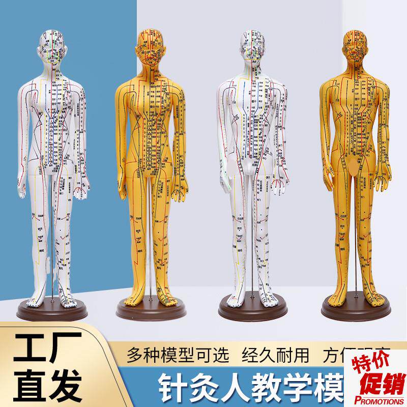 超清大字人体针灸穴位模型经络A铜人刻字教学中医学男女穴位针灸