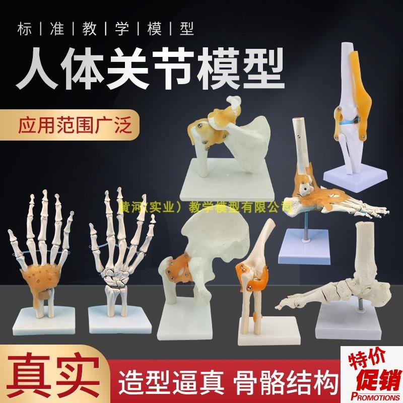 人体膝关节功能模型肩关节肘关节手关节脚关节髋关V节可动骨骼模