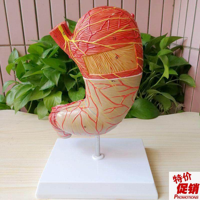 康泰教学模型胃放大胃壁肌肉层神经血管中空粘膜胃T镜解剖教学示,玩具/童车/益智/积木/模型,其他模型玩具,淘宝优惠券,粉丝福利购,淘宝优惠卷
