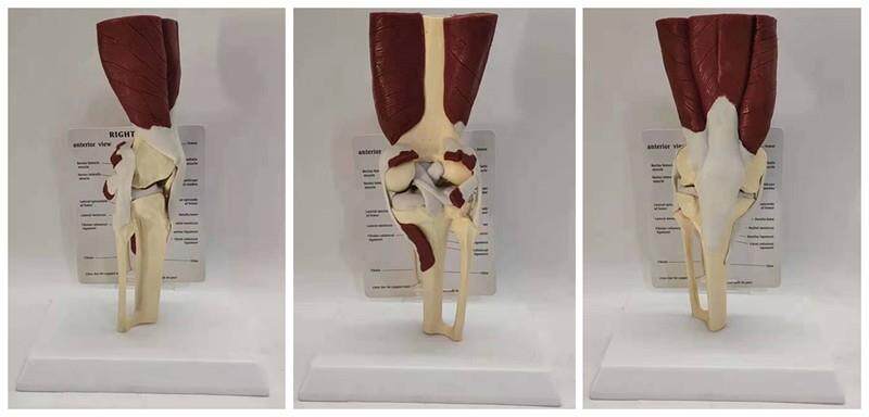 人体膝关节肌肉模l型韧带结构半月板骨骼骨架医用教学讲解模型