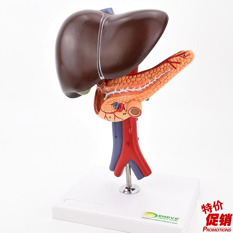 ENOVO颐诺肝胆胰十二指肠解剖腹腔主动脉静脉Q模型肝脏胰腺腔镜教