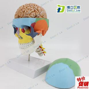 彩色人体骷d髅头模型头颅骨模型大脑模型头骨带脑模型医用可拆卸