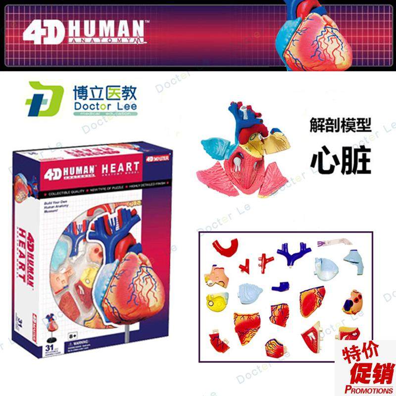 4DMASTER拼装人体模型w内脏脑颅骨肌肉手骨架眼耳牙胃心脏妊娠