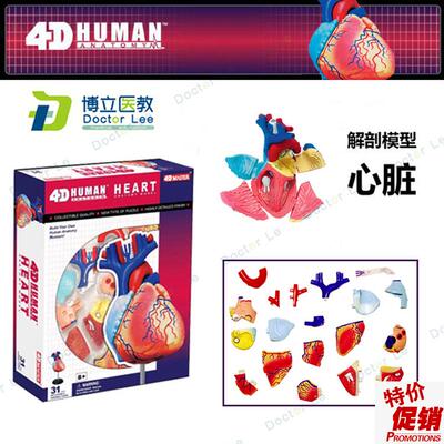 4DMASTER拼装人体模型w内脏脑颅骨肌肉手骨架眼耳牙胃心脏妊娠