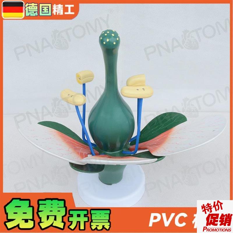 德国】桃花双子叶花绿色花蕊植物构造放大K结构解剖模型生物教学
