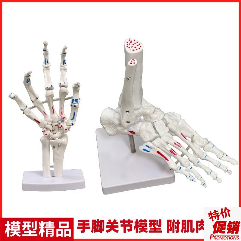 着色脚关节模型脚l骨骼模型足关节肌肉起止点脚骨手骨模型脚部结