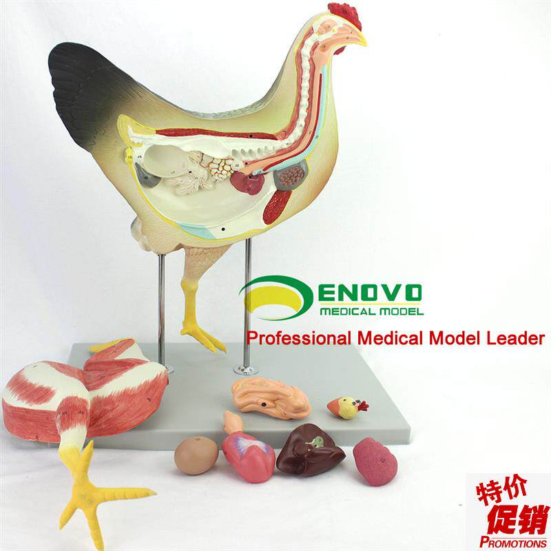 ENOVO颐诺鸡解剖模型牧器官内脏肌肉J神经家禽畜兽医学习动物解剖