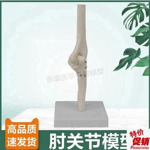 1比1肘关节模h型尺骨鹰嘴桡骨中学生物课展示人体关节韧带康复美