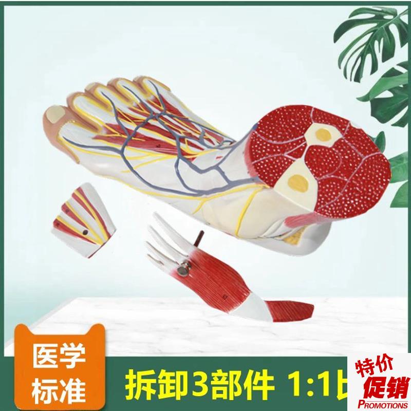 足模型足底肌肉可拆卸脚部w神经血管肌肉解剖踝关节骨骼胫腓骨头