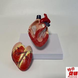 犬心脏模型可拆卸j带标识说明狗狗心脏标本真实倒模动物内脏兽医