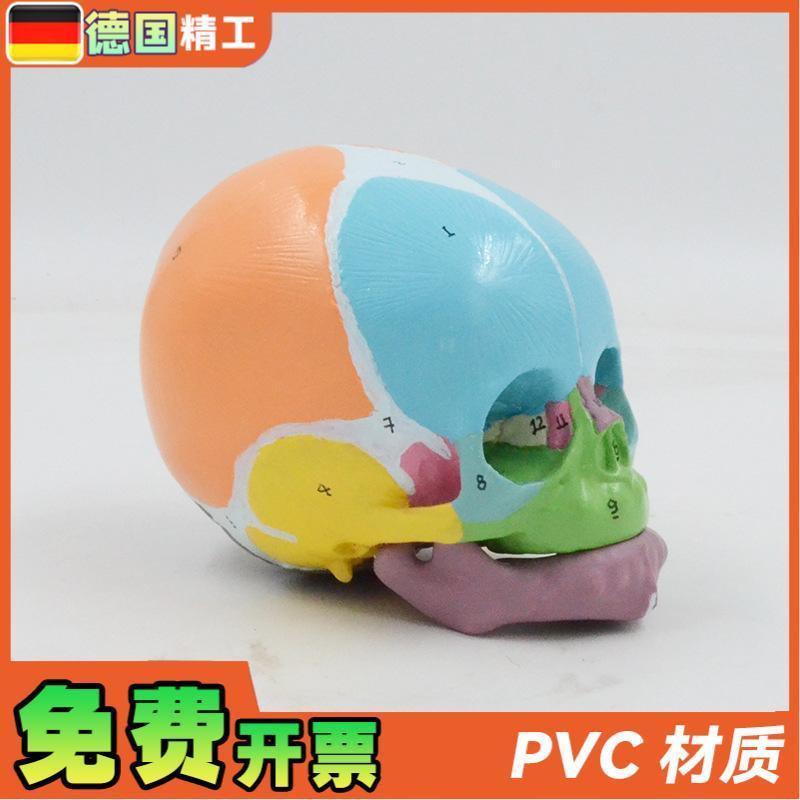 德国】1比1e彩色婴儿头骨模型数字标识额骨囟门下颌骨解剖教具医