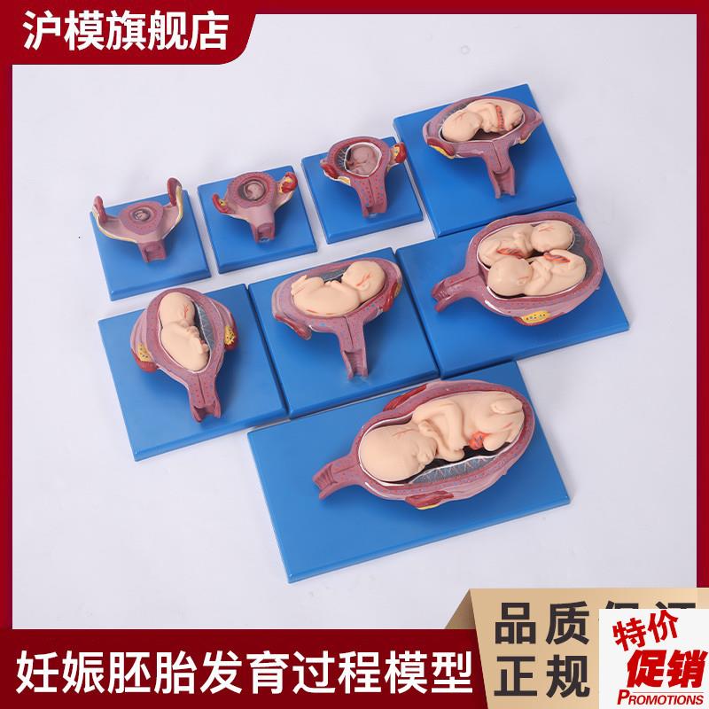 沪模HM/42005妊娠胚胎发育过程模型(8部件)展示胎儿十月妊P娠发育