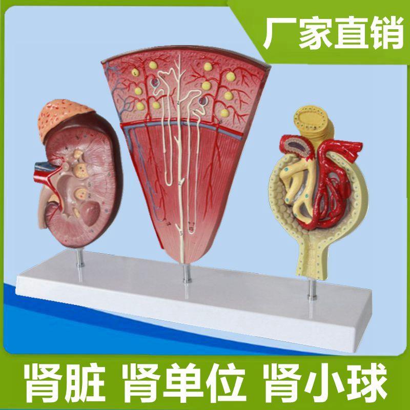 肾单位模型肾小球肾脏解剖尿液形成D泌尿系统蛋白尿病理医患医药